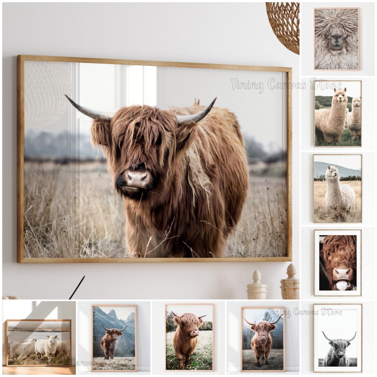 Photography Nature - Szkocka krowa Highland, dzikie zwierzę, nordycka